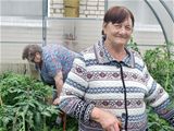 Наш сад-огород